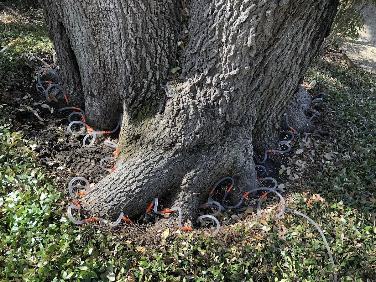 Detailed Tree Cabling and Bracing job site in Gilman